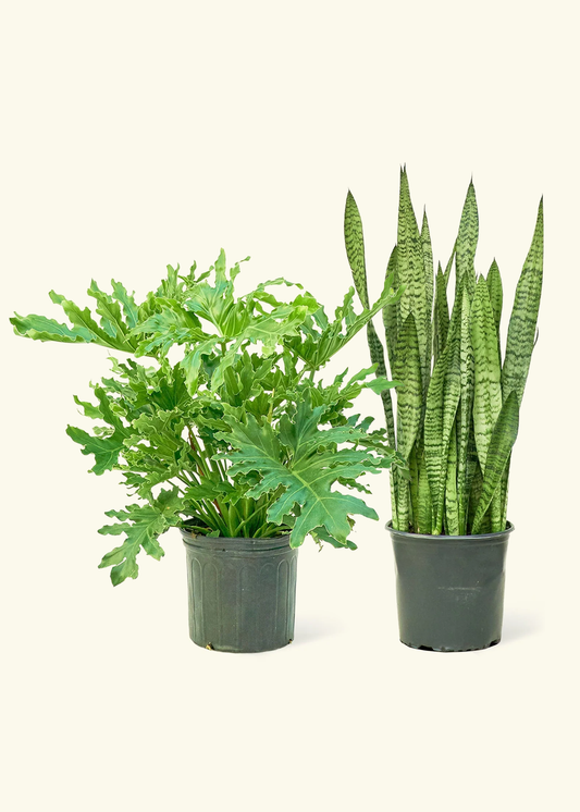 Beginner’s Duo - Large Philodendron 'Lickety Splitz' and Snake Plant 'Zeylanica' in a grow pot.