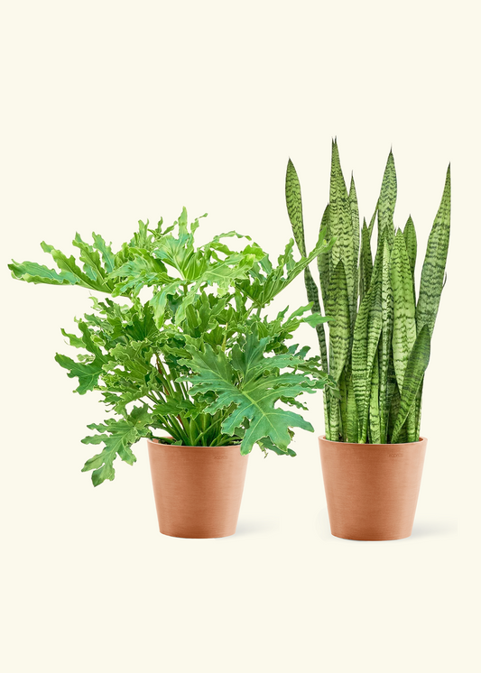 Beginner’s Duo - Large Philodendron 'Lickety Splitz' and Snake Plant 'Zeylanica' in a terracotta pot.
