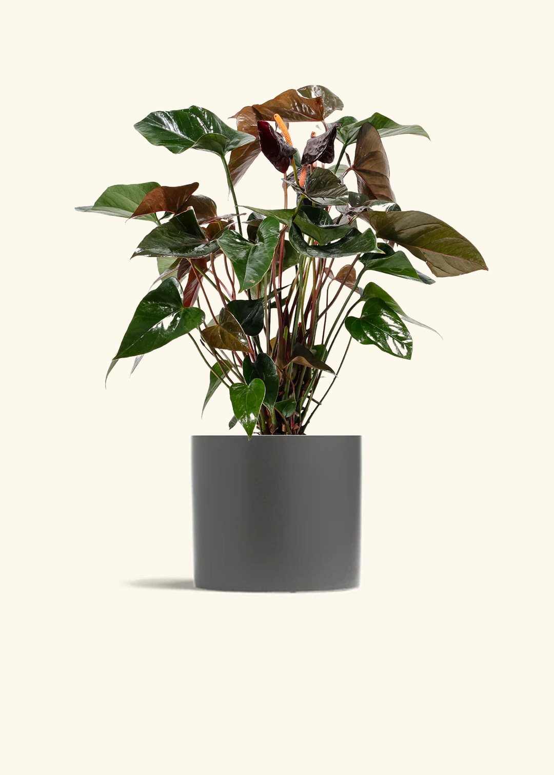 Anthurium 'Black Flamingo'