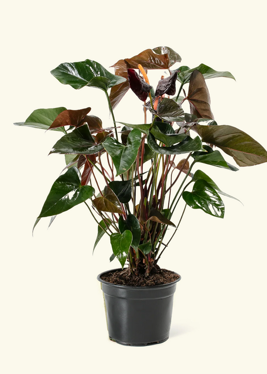 Anthurium 'Black Flamingo', Medium