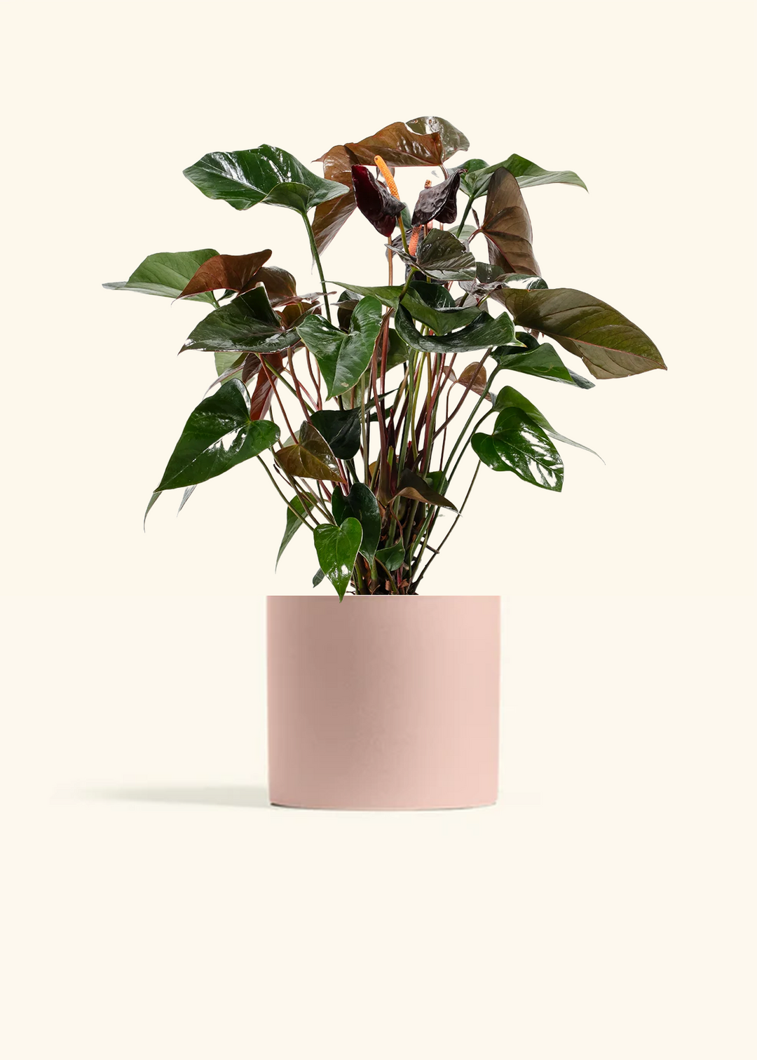 Anthurium 'Black Flamingo'