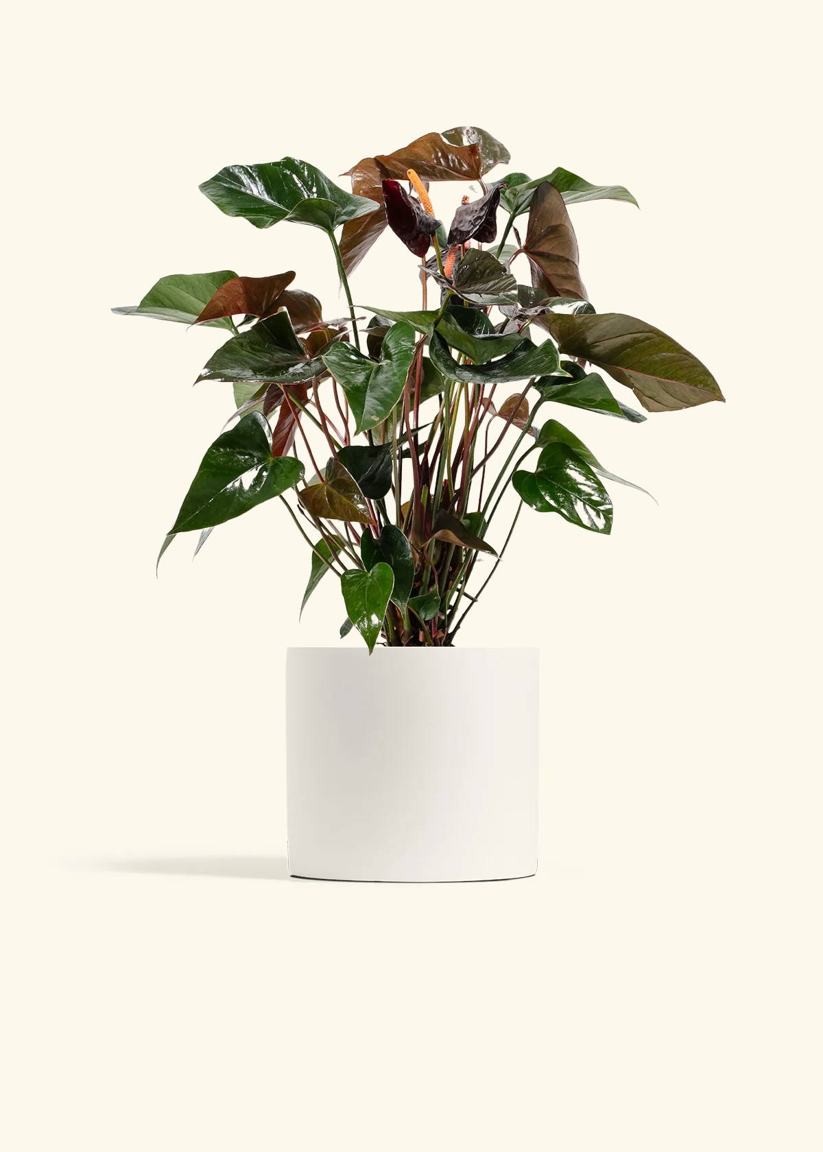 Anthurium 'Black Flamingo', Medium
