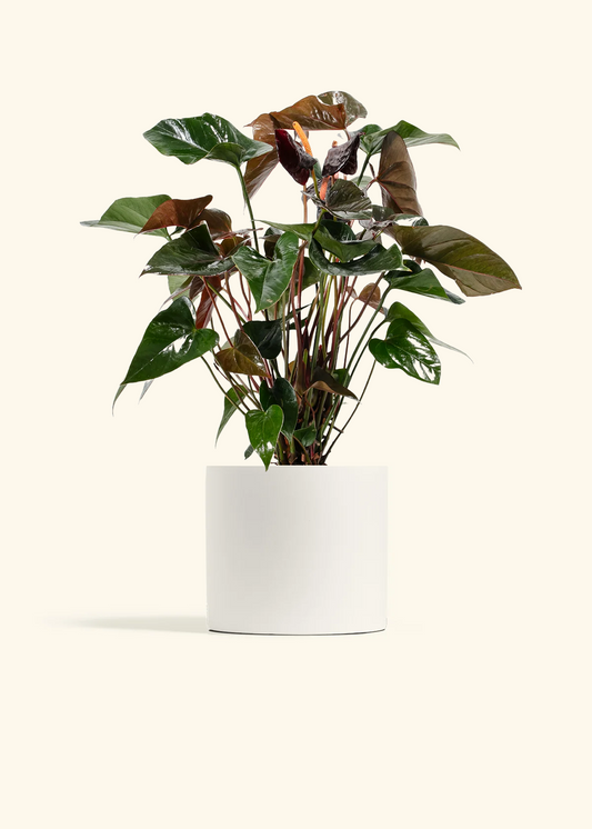 Anthurium 'Black Flamingo', Medium