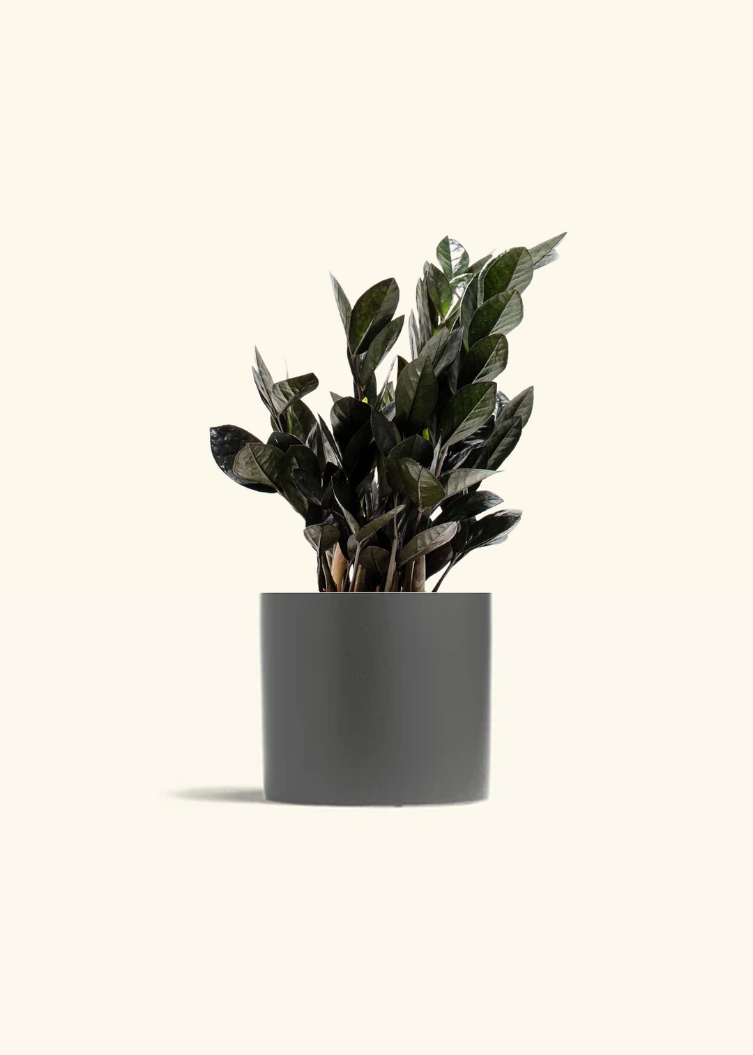 Black ZZ Plant