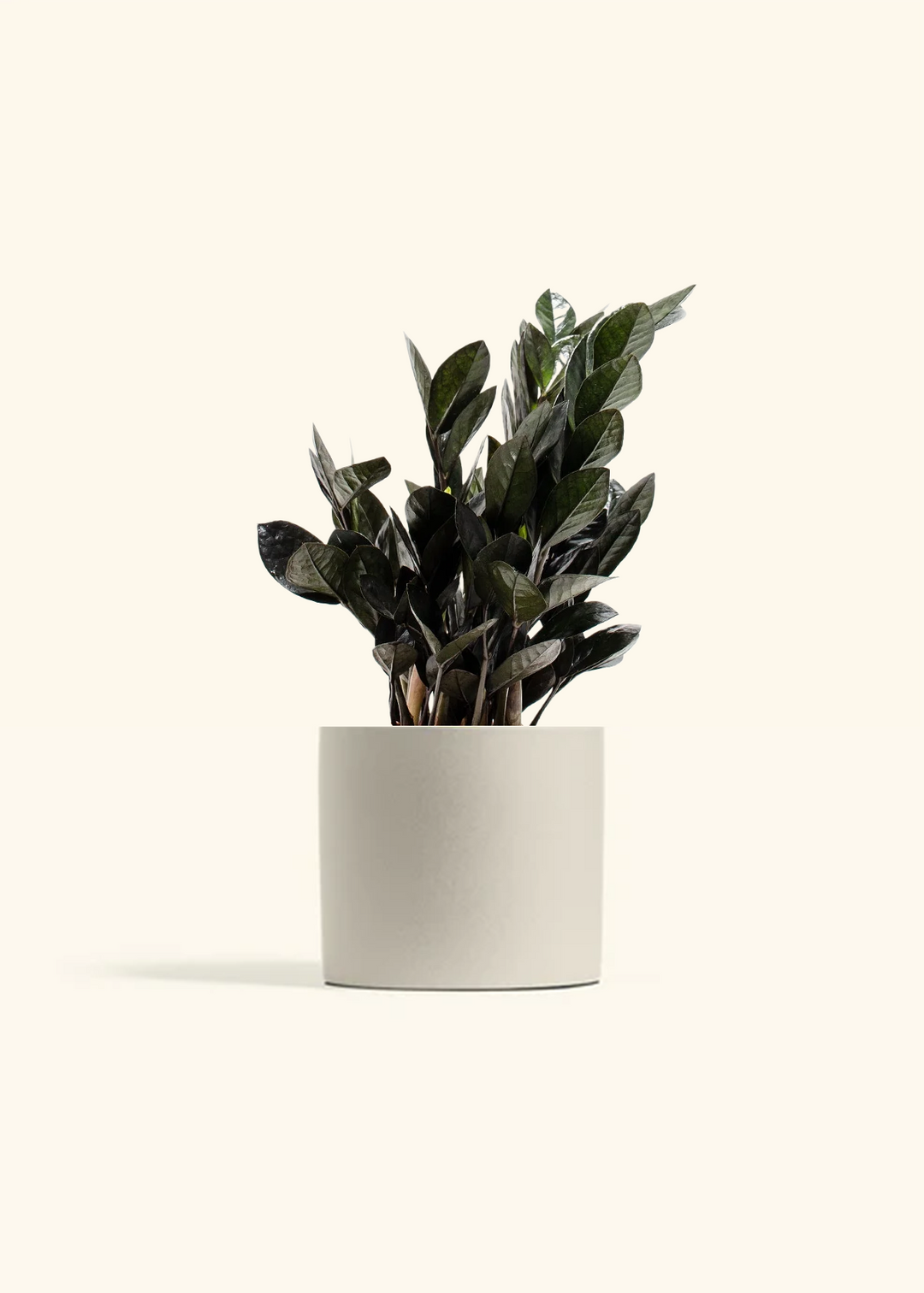 Black ZZ Plant