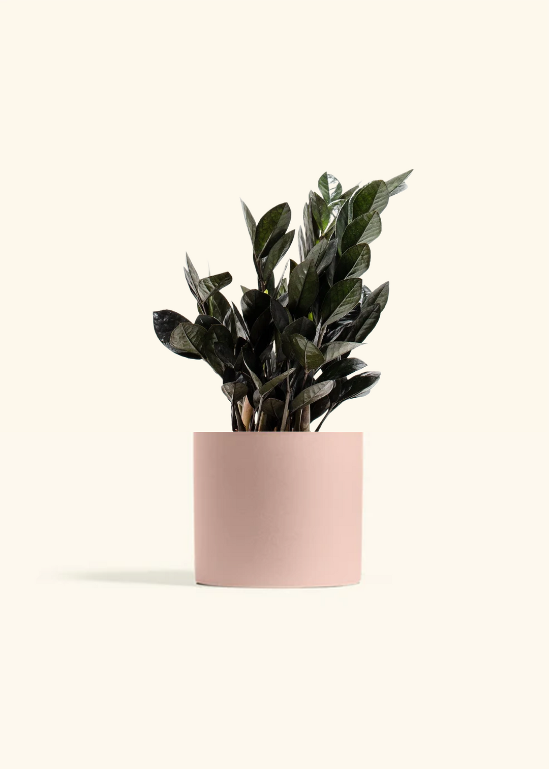 Black ZZ Plant