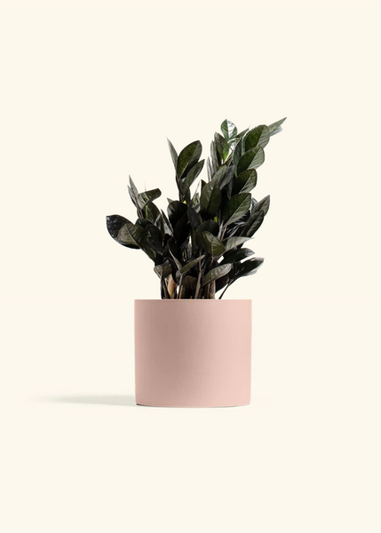 Black ZZ Plant – Hey Rooted