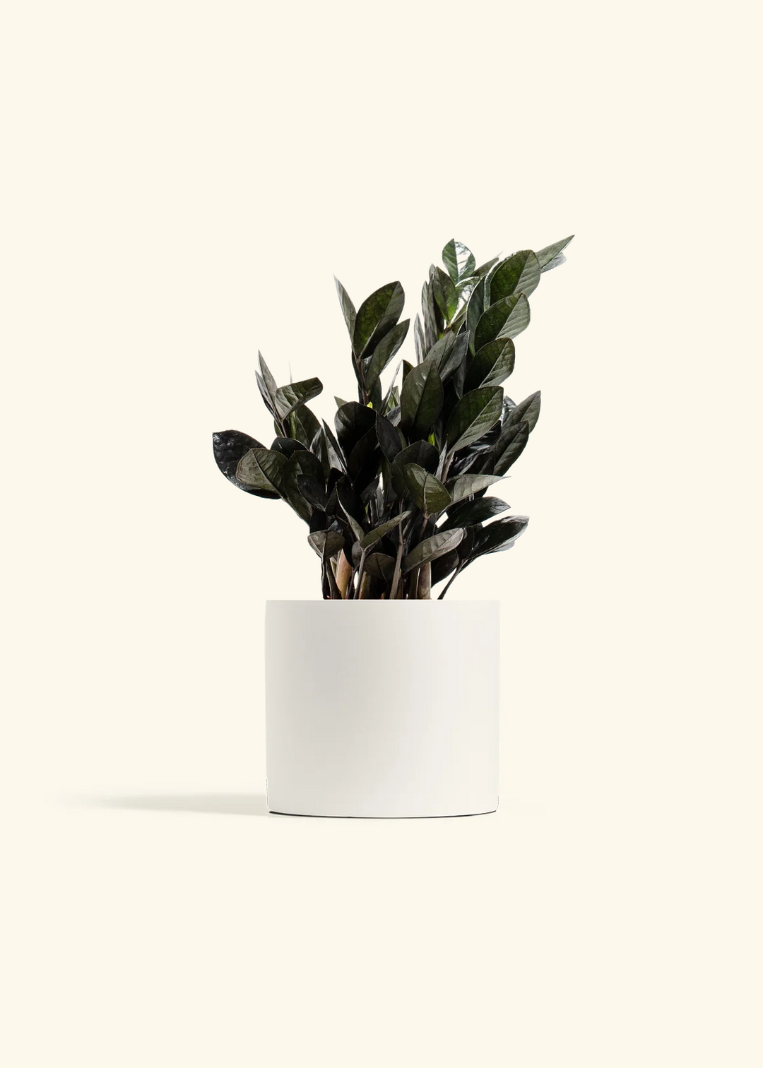 Black ZZ Plant