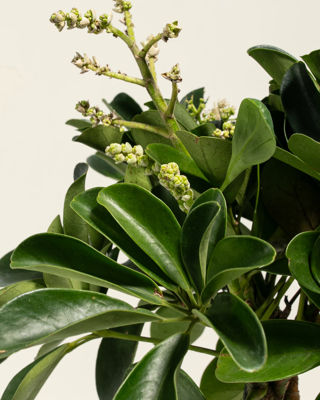 Braided Schefflera Tree