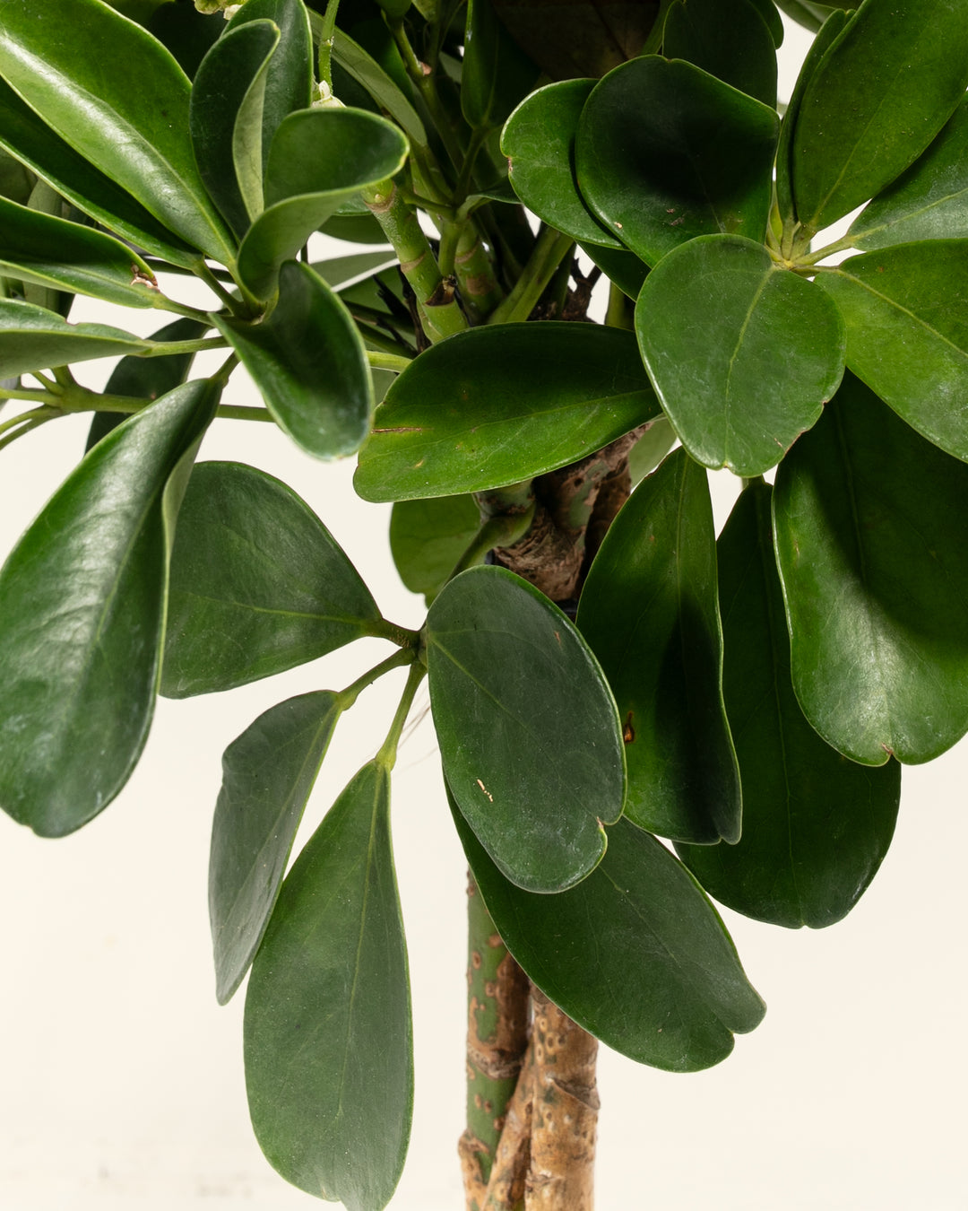 Braided Schefflera Tree