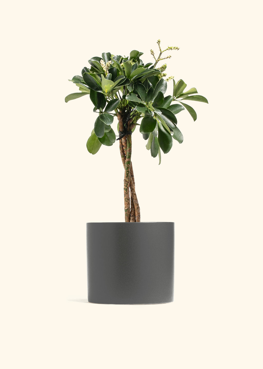 Braided Schefflera Tree
