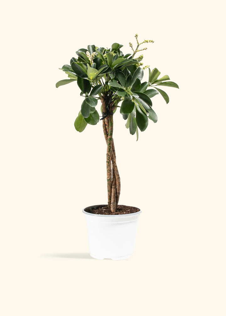 Braided Schefflera Tree