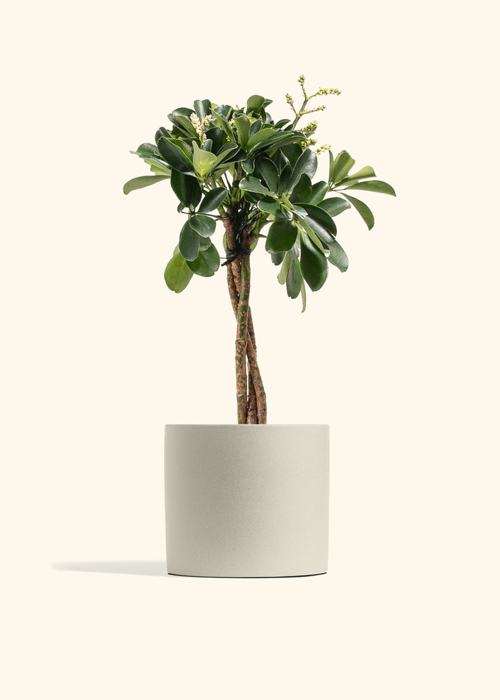 Braided Schefflera Tree