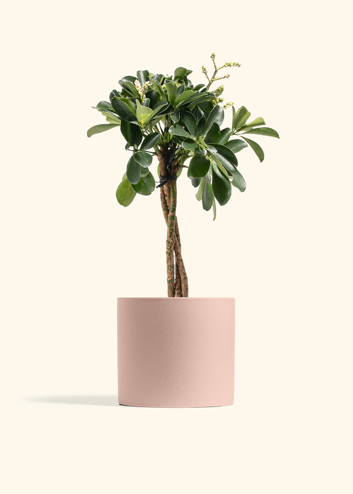 Braided Schefflera Tree