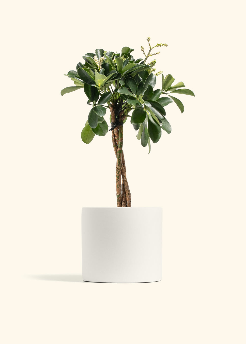 Braided Schefflera Tree