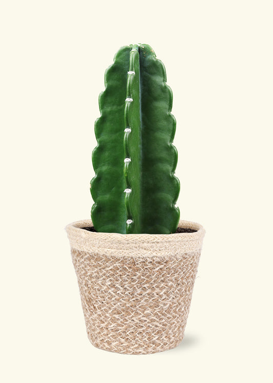 Cuddly Cactus in 5 inch a cream ivo jute grow pot.