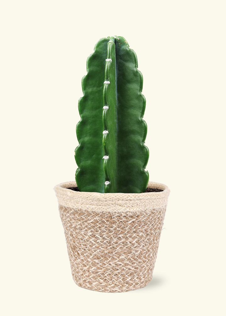 Cuddly Cactus in 5 inch a cream ivo jute grow pot.