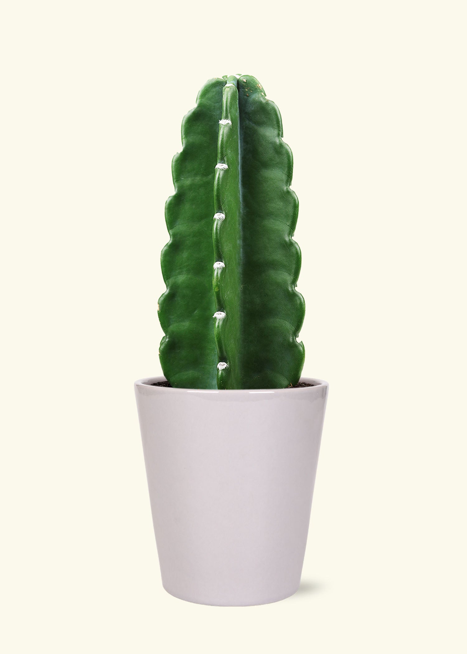 Cuddly Cactus