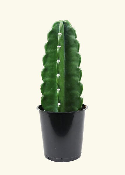 Cuddly Cactus – Hey Rooted