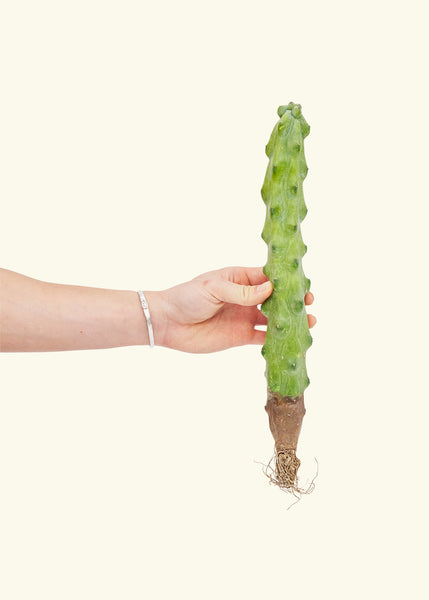 boobie cactus kaufen Boobie Cactus – Hey Rooted