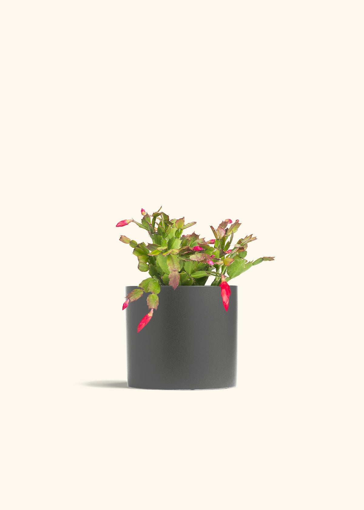 Christmas Cactus in a 6 inches Charcoal Classic Cylinder Planter 
