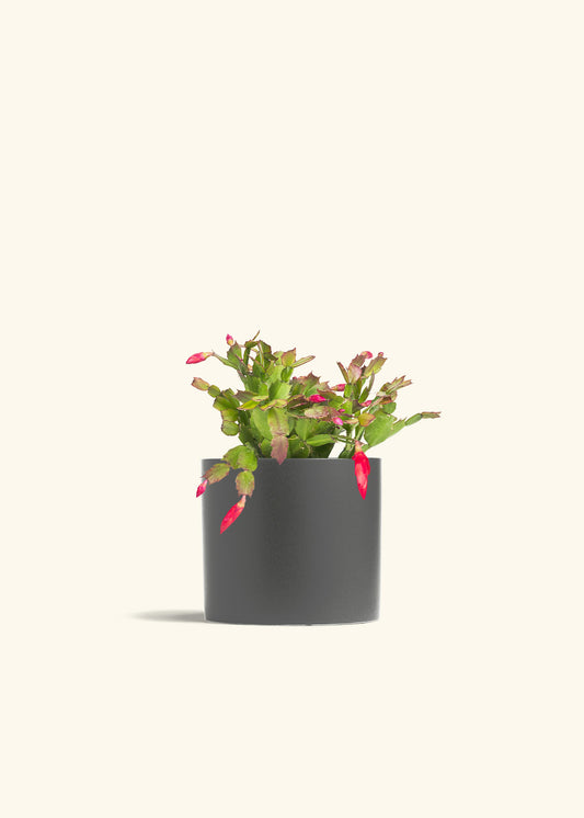 Christmas Cactus in a 6 inches Charcoal Classic Cylinder Planter 