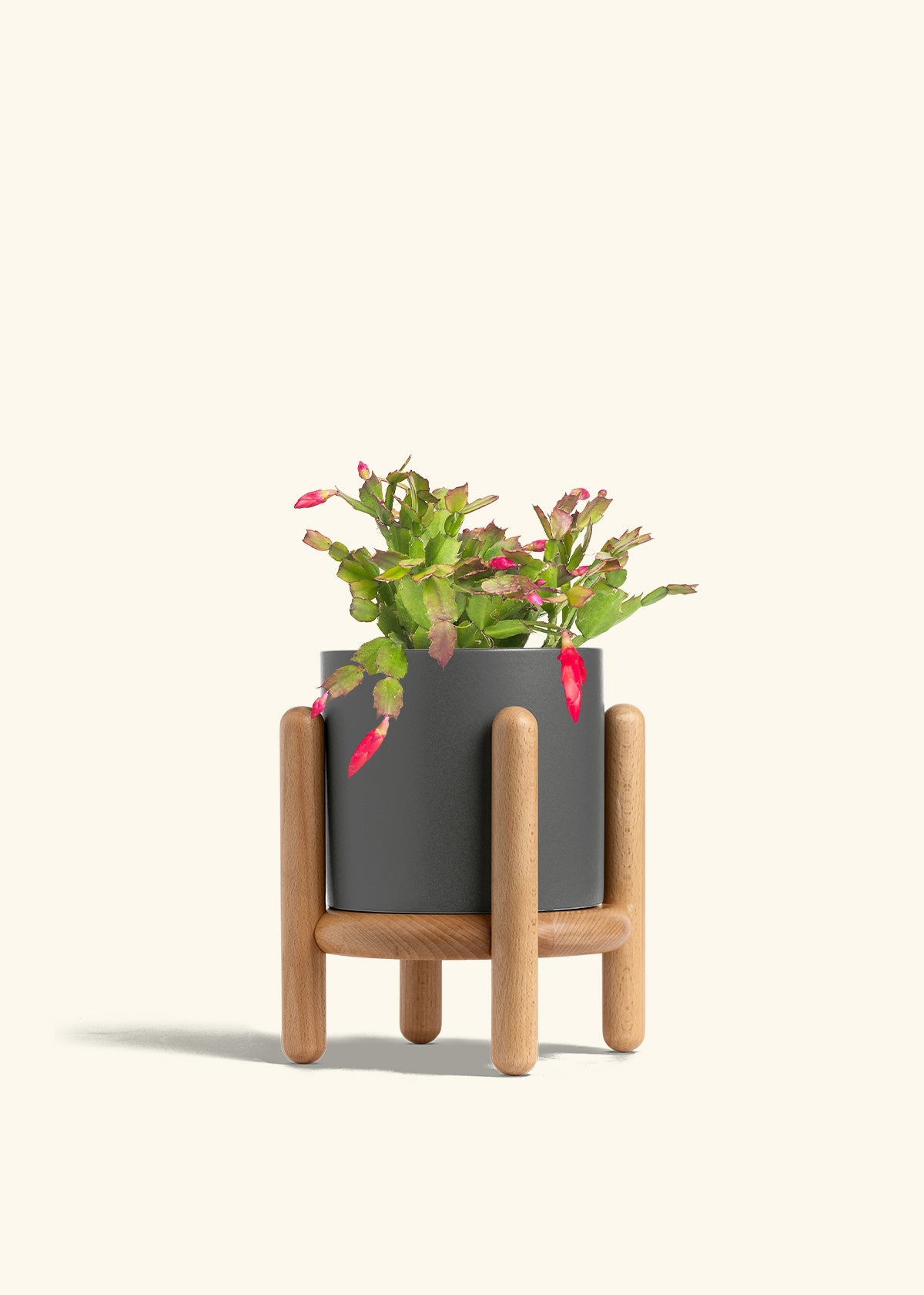 Christmas Cactus in a 6 inches Charcoal Classic Cylinder Planter in a Beech Wood Stand
