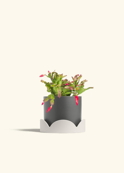 Christmas Cactus in a 6 inches Charcoal Classic Cylinder Planter in a Oat Petal Drip Tray