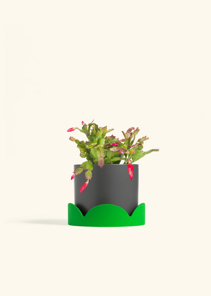 Christmas Cactus in a 6 inches Charcoal Classic Cylinder Planter in a Shamrock Petal Drip Tray