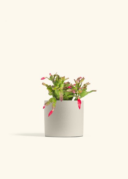 Christmas Cactus in a 6 inches Oat Classic Cylinder Planter 