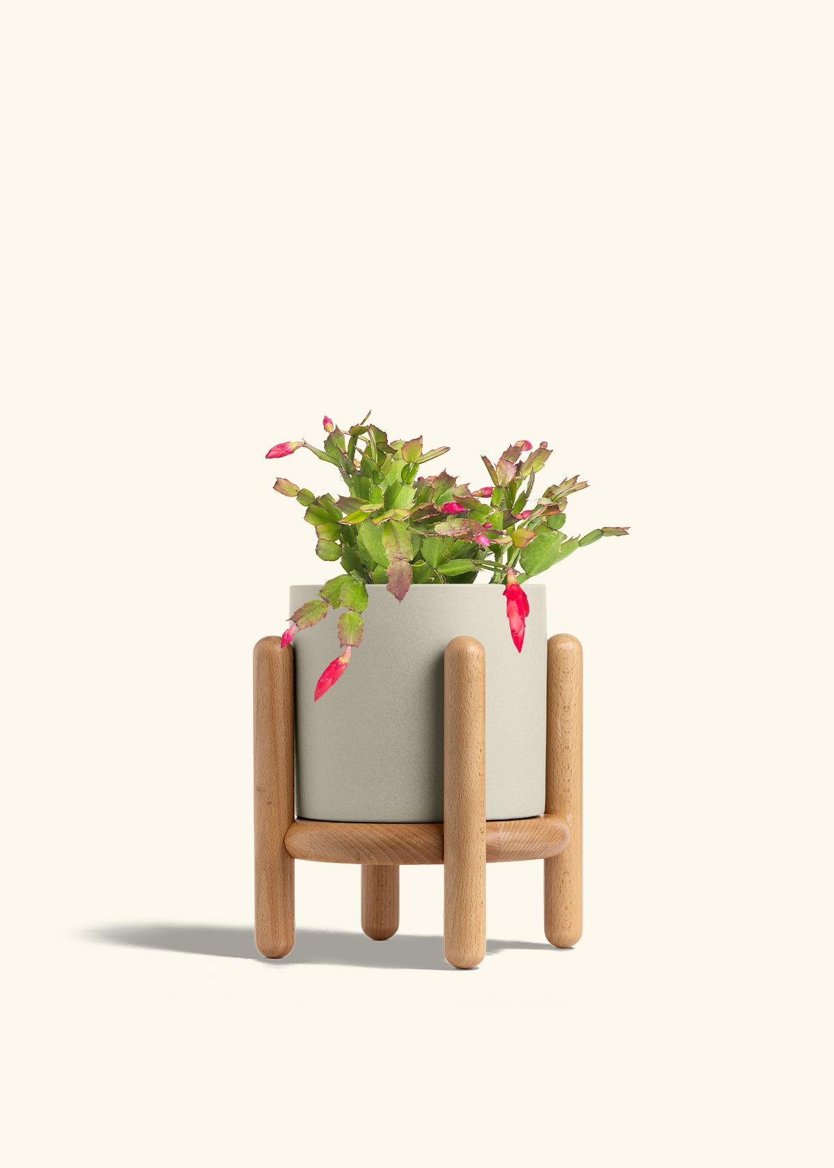 Christmas Cactus in a 6 inches Oat Classic Cylinder Planter in a Beech Wood Stand