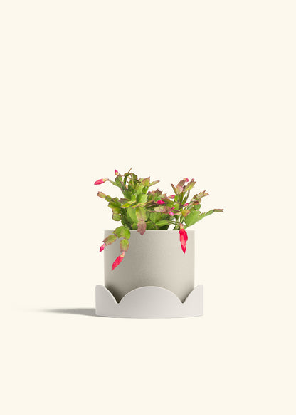 Christmas Cactus in a 6 inches Oat Classic Cylinder Planter in a Oat Petal Drip Tray