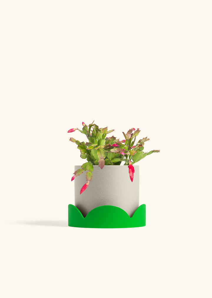 Christmas Cactus in a 6 inches Oat Classic Cylinder Planter in a Shamrock Petal Drip Tray