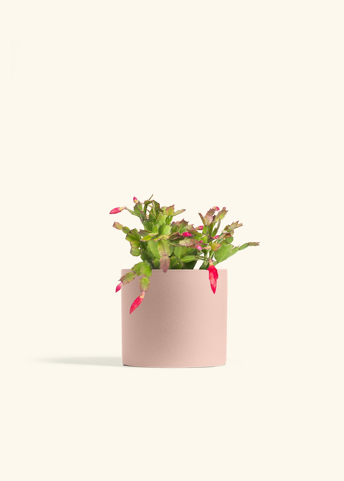 Christmas Cactus in a 6 inches Pink Classic Cylinder Planter 