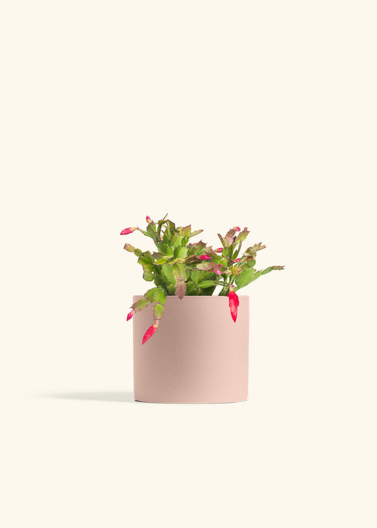 Christmas Cactus in a 6 inches Pink Classic Cylinder Planter 