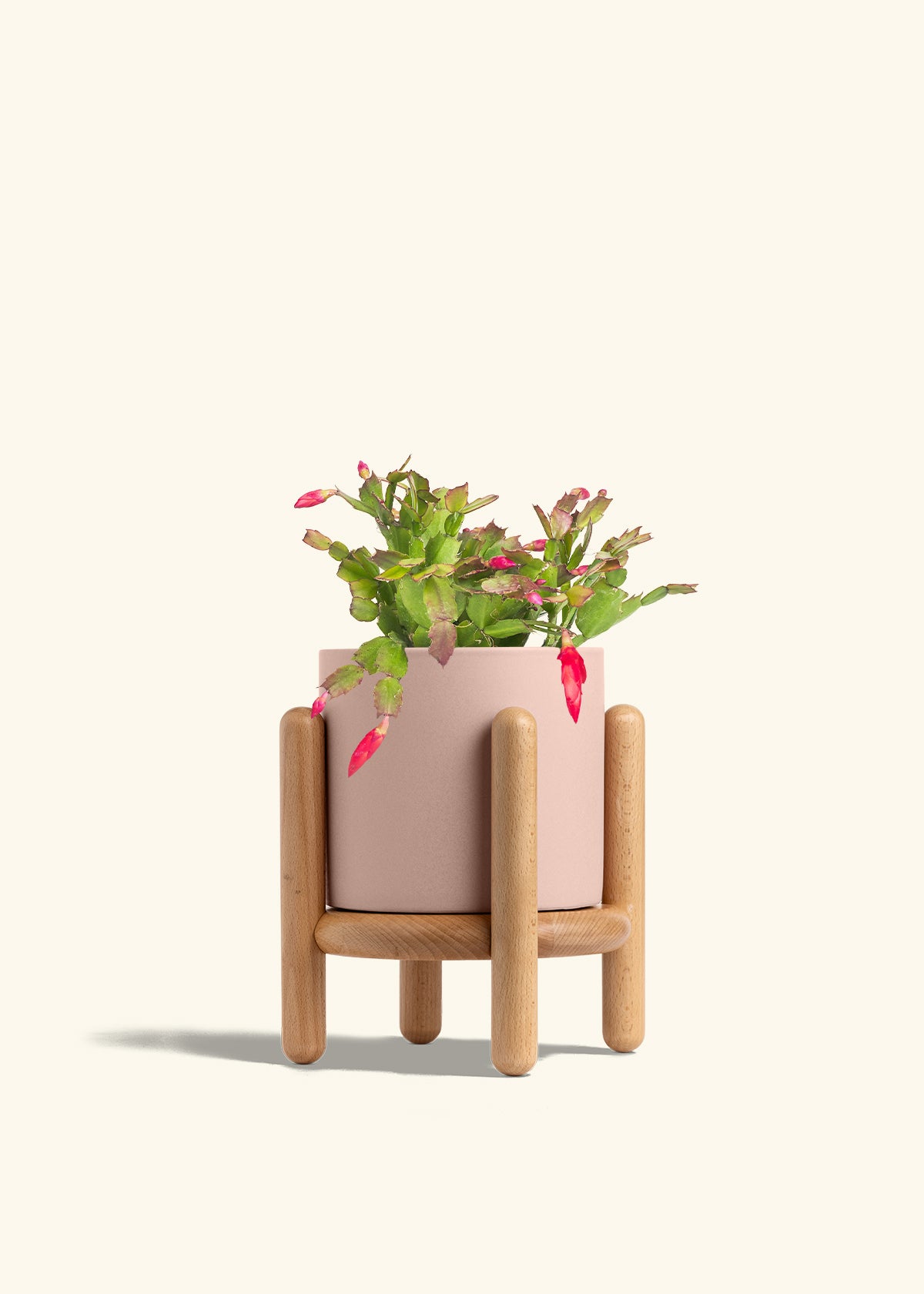 Christmas Cactus in a 6 inches Pink Classic Cylinder Planter in a Beech Wood Stand