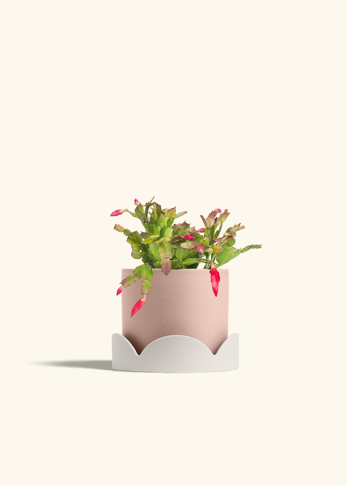 Christmas Cactus in a 6 inches Pink Classic Cylinder Planter in a Oat Petal Drip Tray