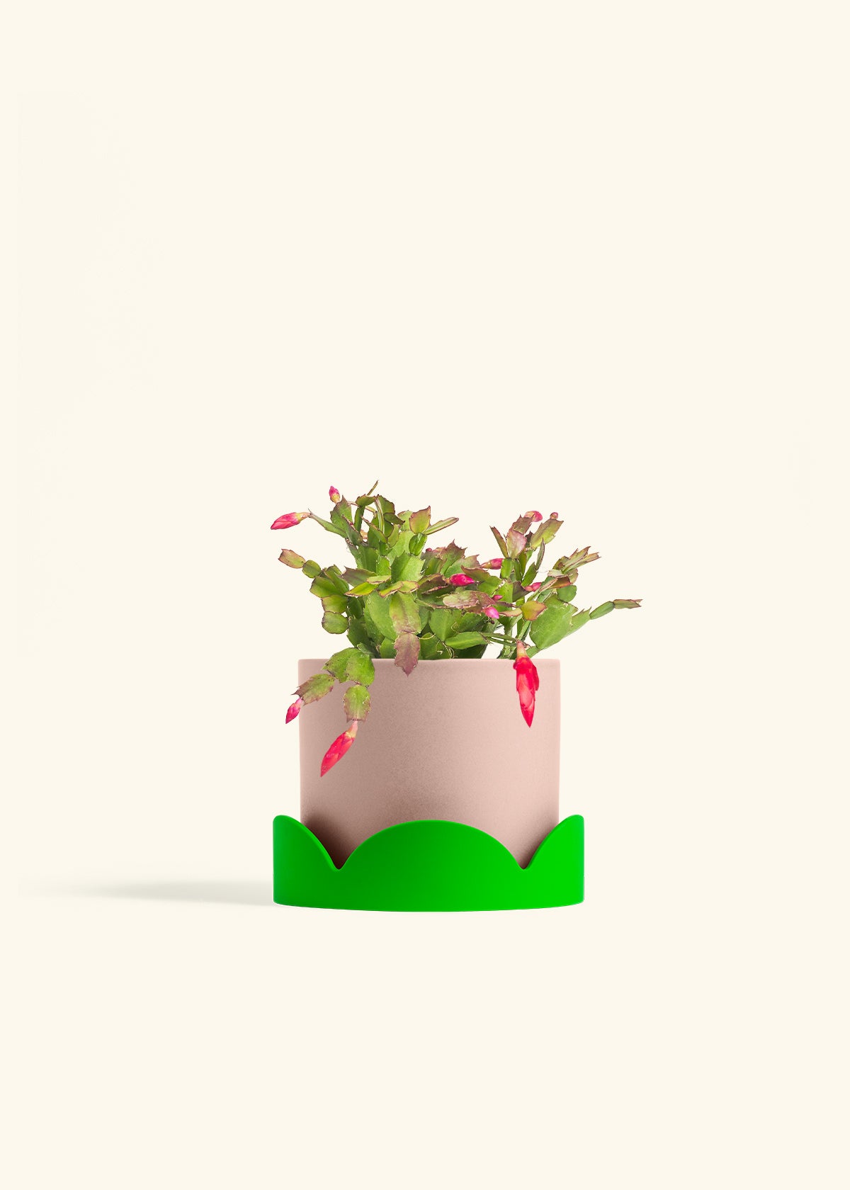 Christmas Cactus in a 6 inches Pink Classic Cylinder Planter in a Shamrock Petal Drip Tray