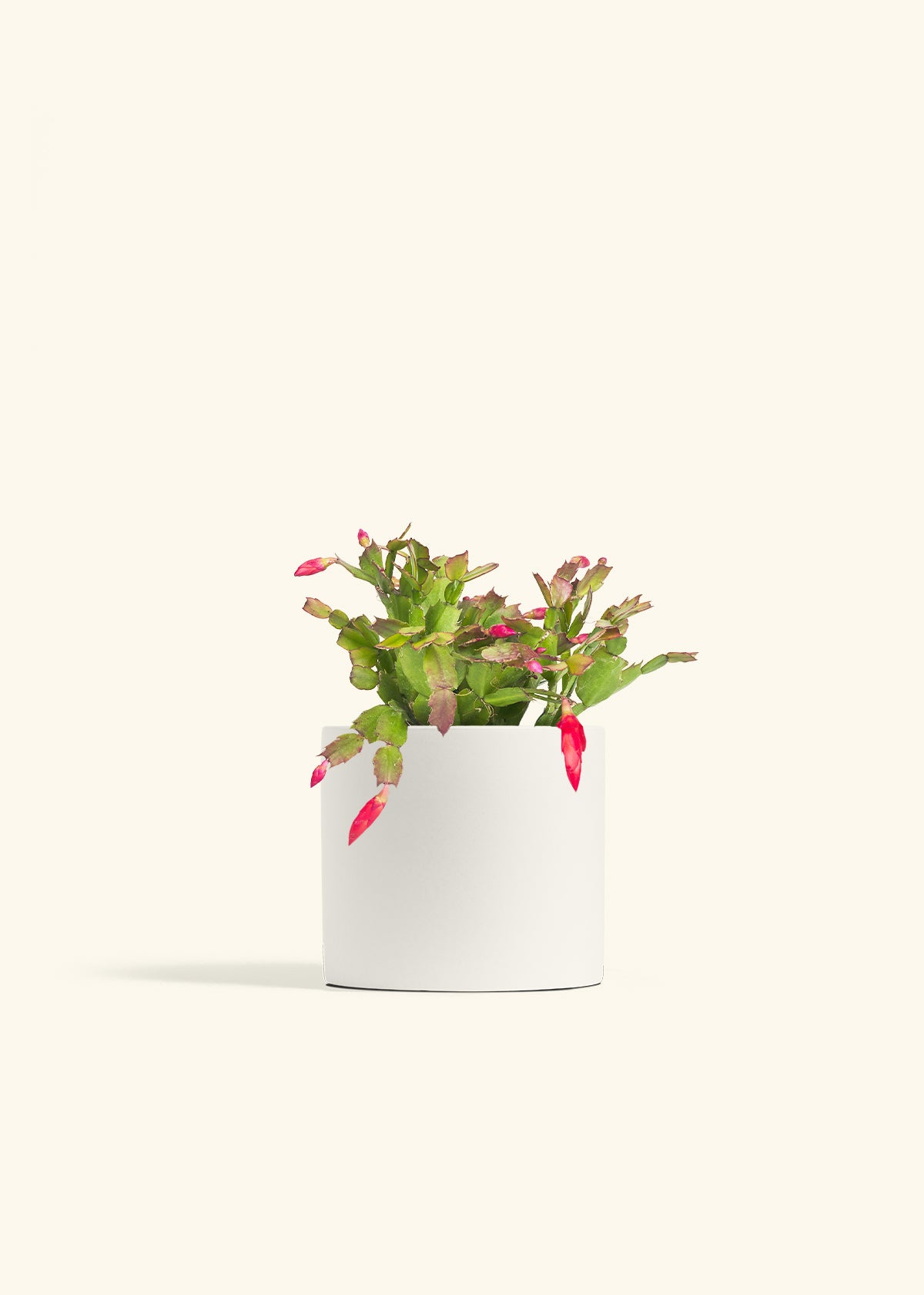 Christmas Cactus in a 6 inches White Classic Cylinder Planter 