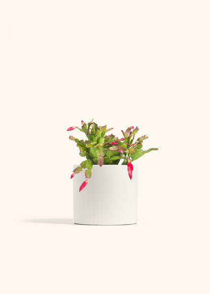 Christmas Cactus in a 6 inches White Classic Cylinder Planter 