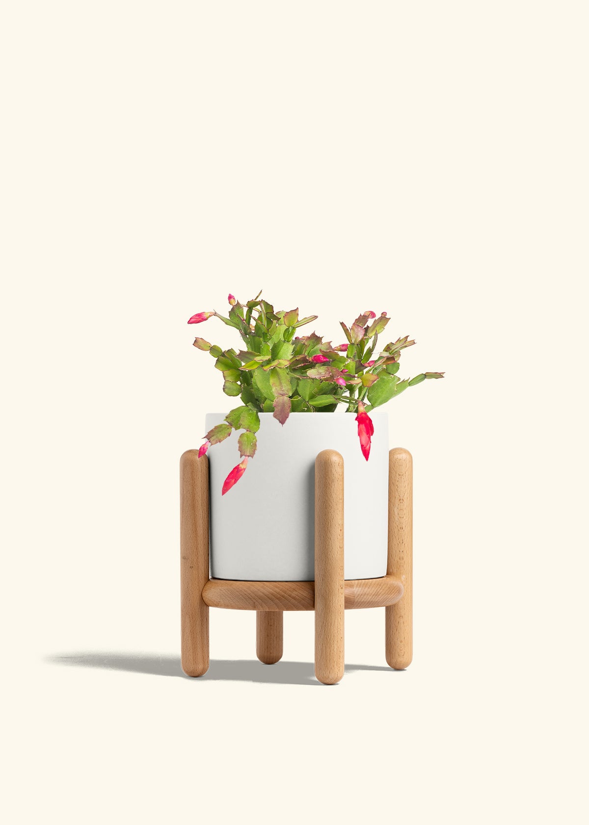 Christmas Cactus in a 6 inches White Classic Cylinder Planter in a Beech Wood Stand