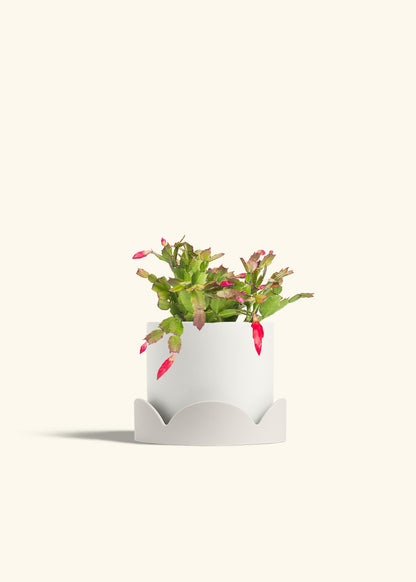 Christmas Cactus in a 6 inches White Classic Cylinder Planter in a Oat Petal Drip Tray