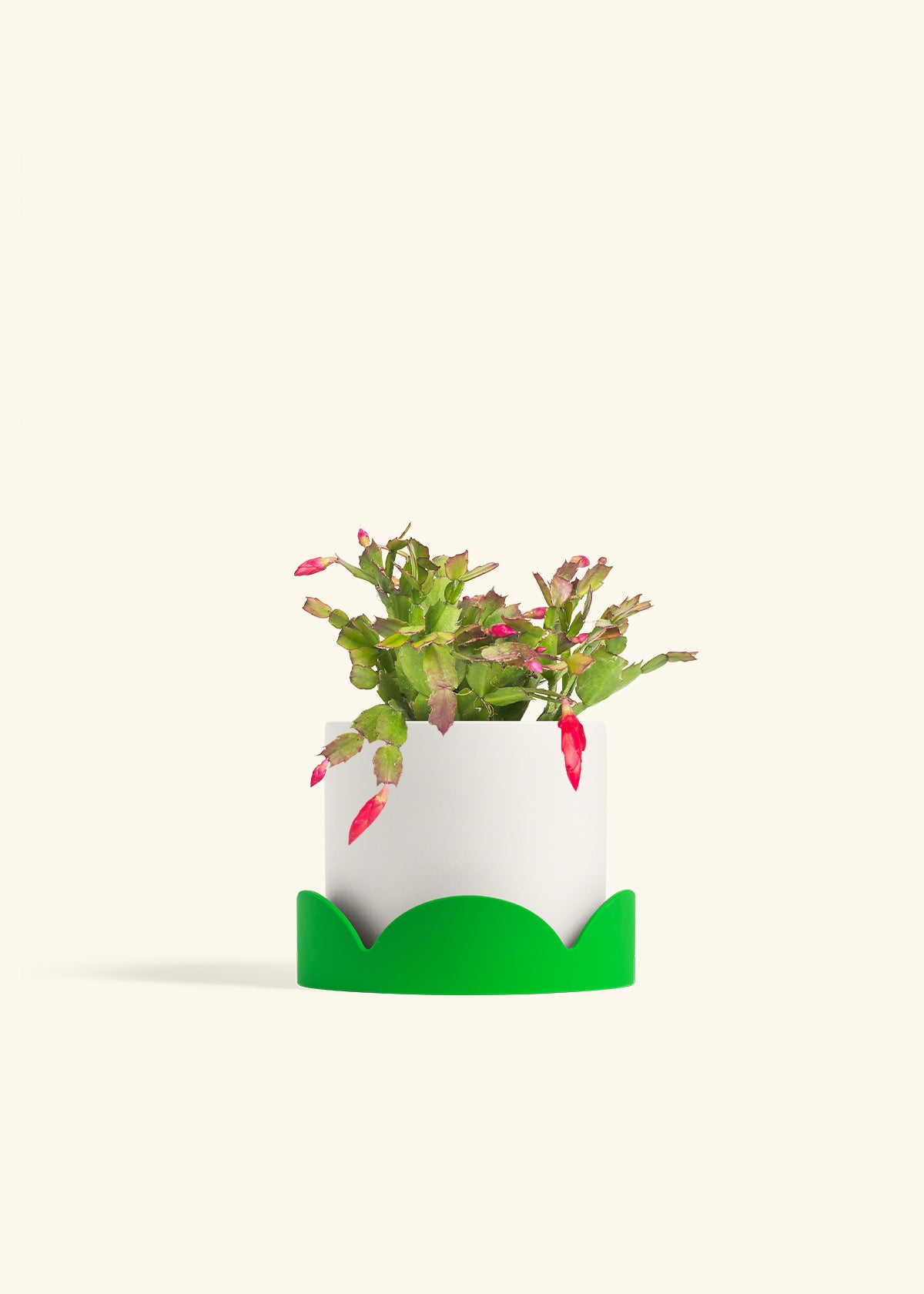 Christmas Cactus in a 6 inches White Classic Cylinder Planter in a Shamrock Petal Drip Tray