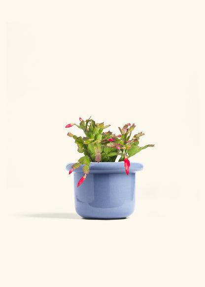 Christmas Cactus in a 6 inches Fat Lip Blue Planter 
