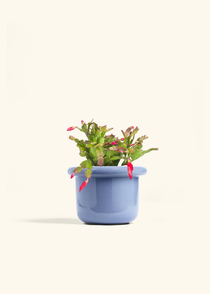 Christmas Cactus in a 6 inches Fat Lip Blue Planter 