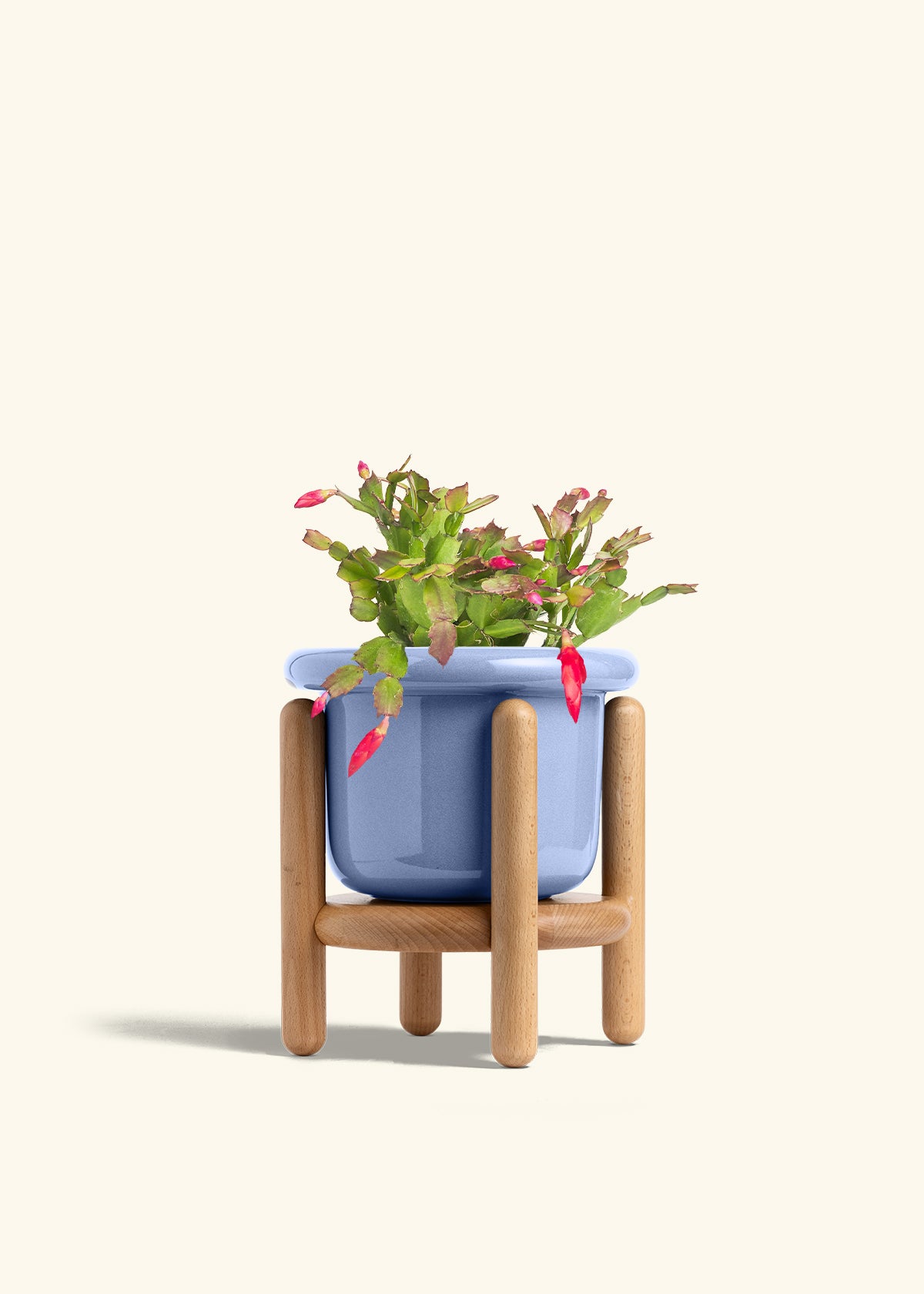 Christmas Cactus in a 6 inches Fat Lip Blue Planter in a Beech Wood Stand