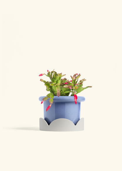 Christmas Cactus in a 6 inches Fat Lip Blue Planter in a Oat Petal Drip Tray