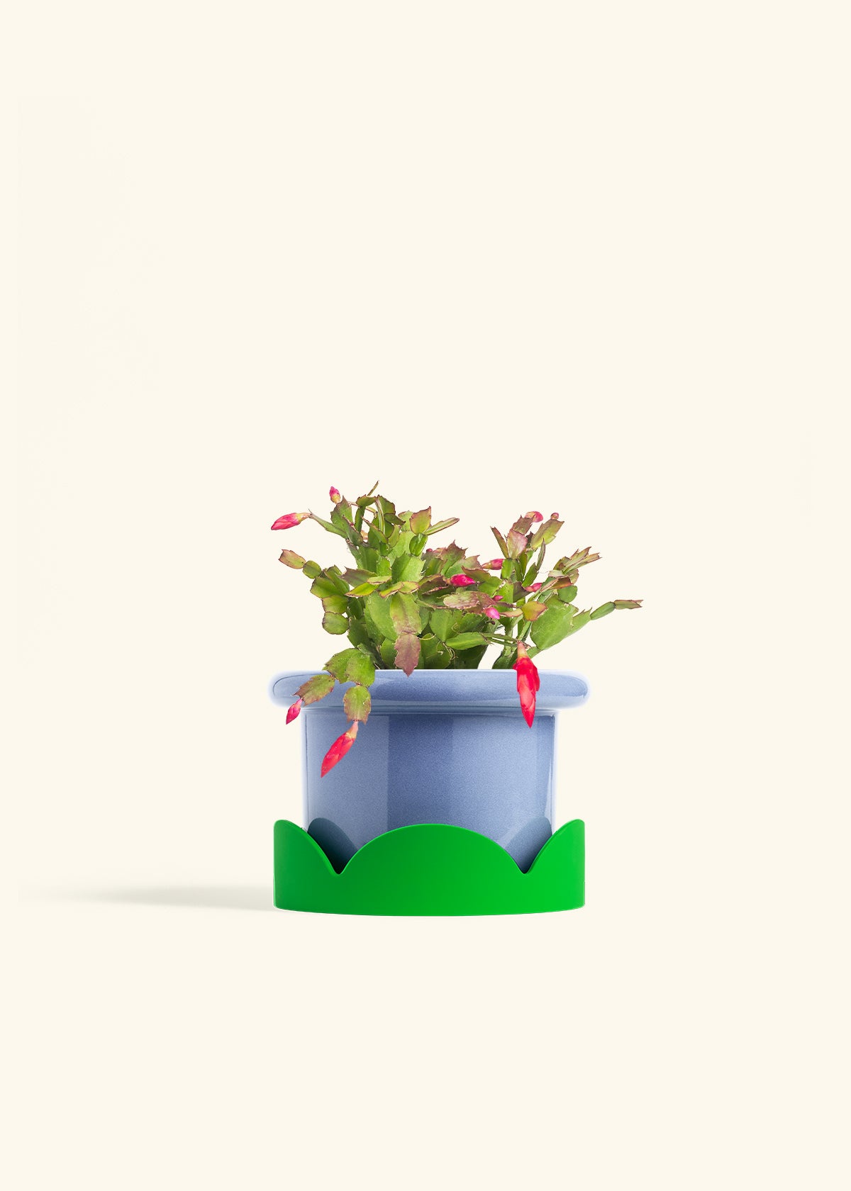 Christmas Cactus in a 6 inches Fat Lip Blue Planter in a Shamrock Petal Drip Tray