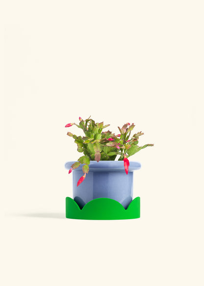 Christmas Cactus in a 6 inches Fat Lip Blue Planter in a Shamrock Petal Drip Tray