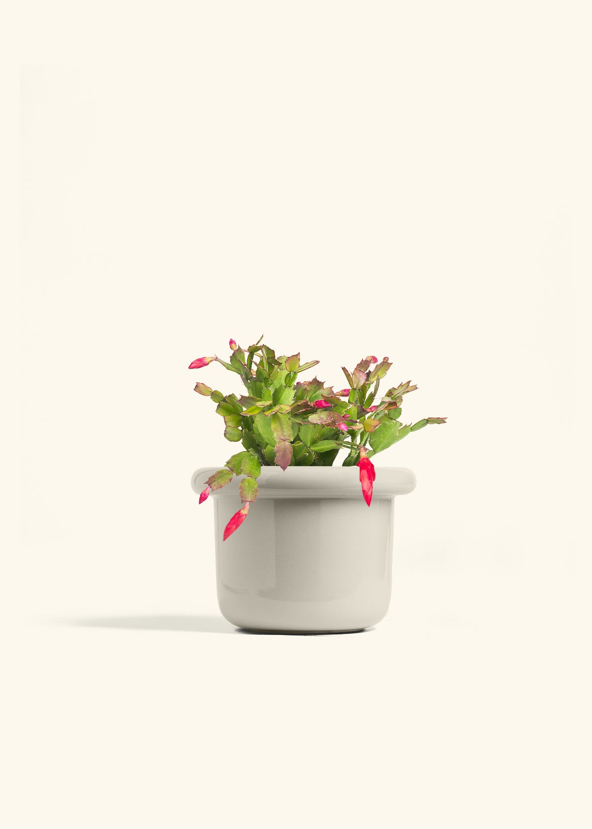 Christmas Cactus in a 6 inches Fat Lip Oat Planter 